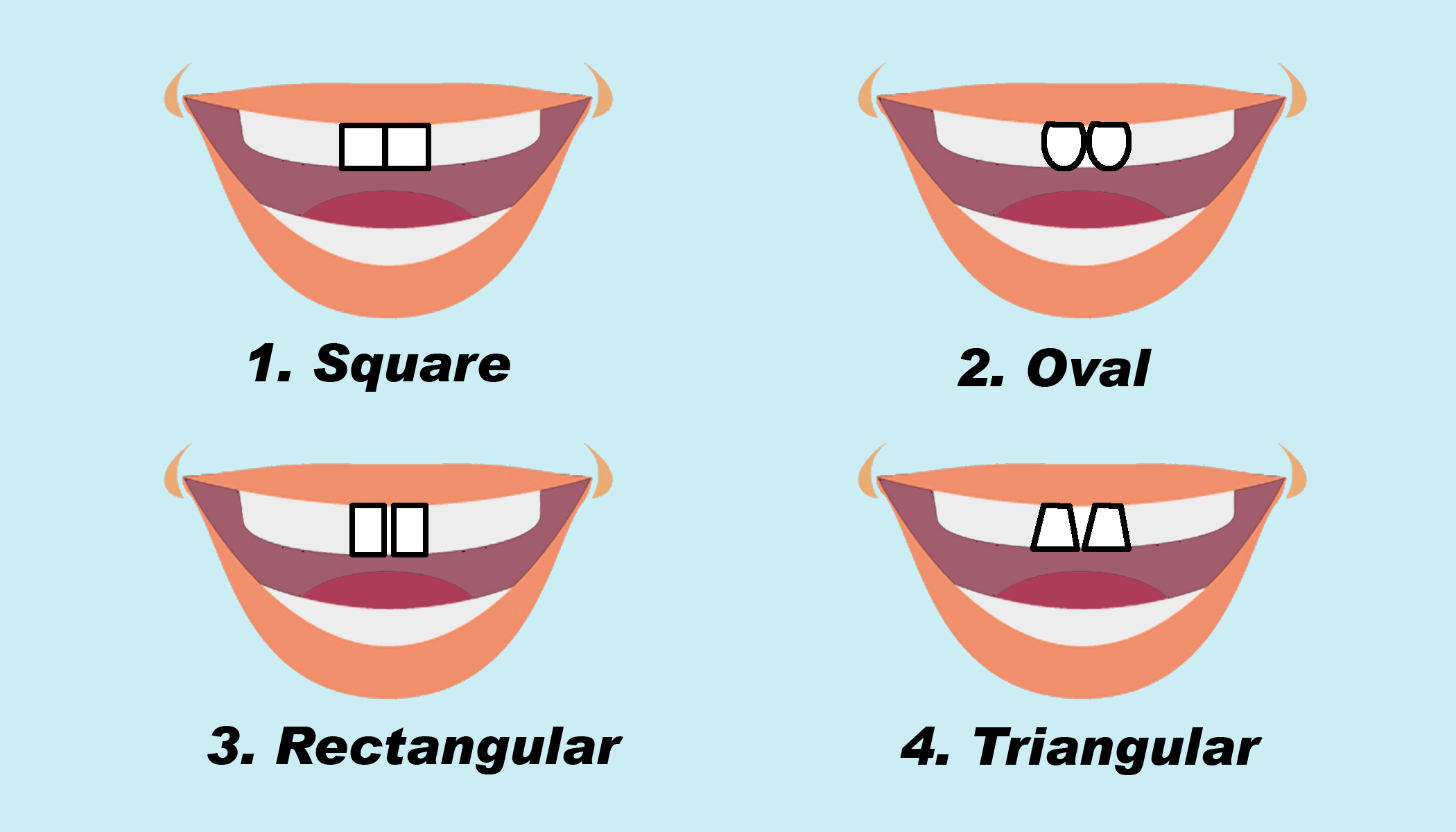types of front teeth