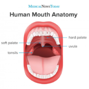 hard and soft tissue oral cavity