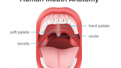 hard and soft tissue oral cavity
