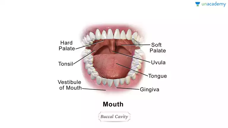 buccal cavity