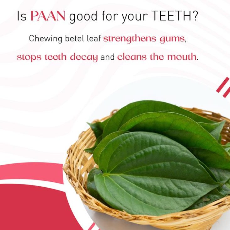 paan good for health betel leaf
