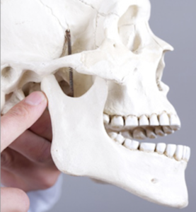 Jaw skull dental anatomy