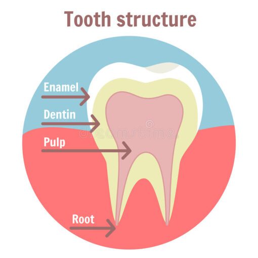 front tooth enamel structure