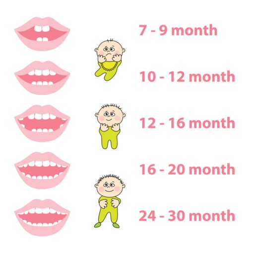milk-teeth