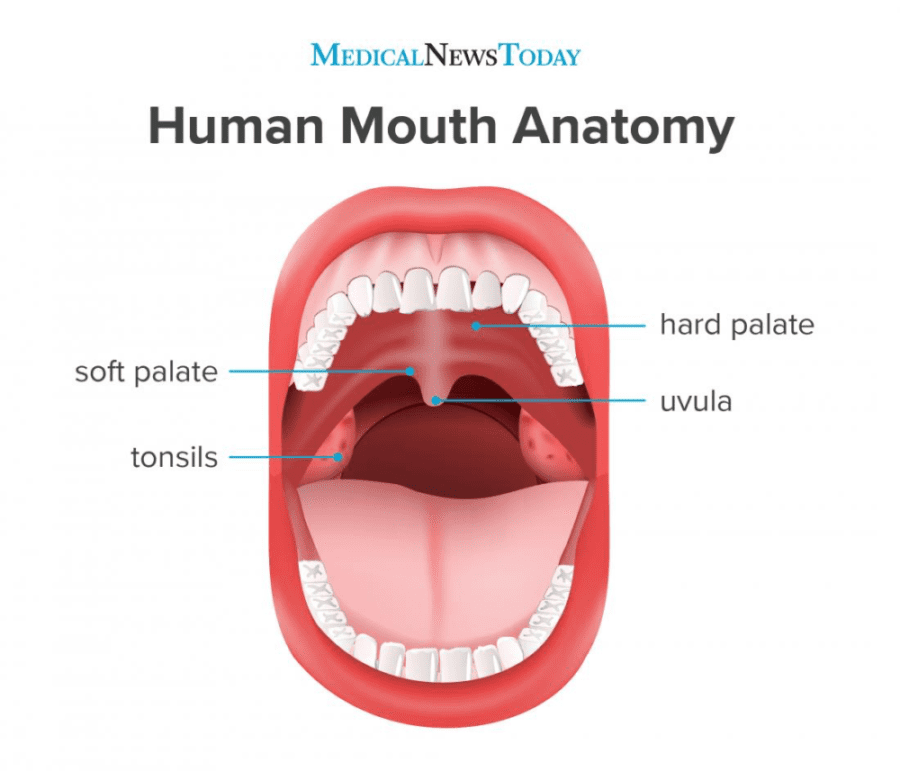 hard and soft tissue oral cavity - Functions of the Oral Cavity