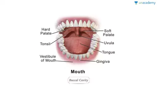 buccal cavity