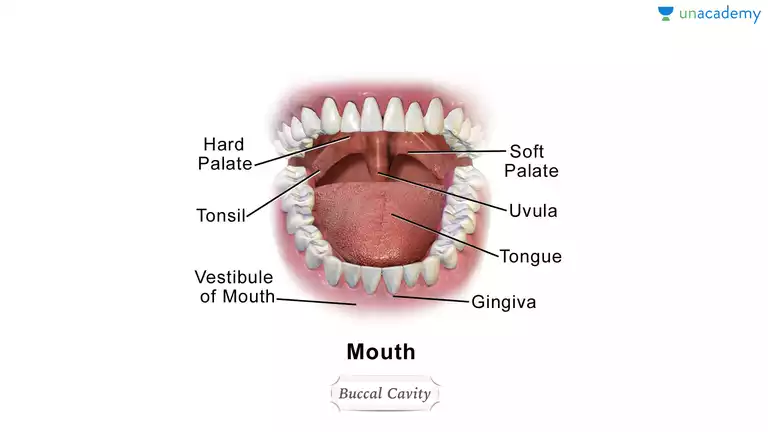 Buccal Cavity on a Tooth