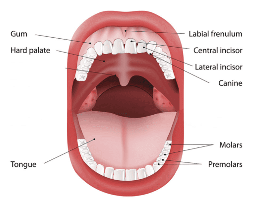 Types of Cancer that need immediate Surgery 3 oral cancer test