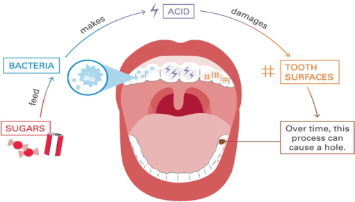 healthy teeth with anatomy