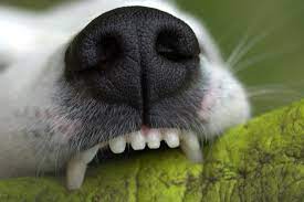 teeth cleaning dental health