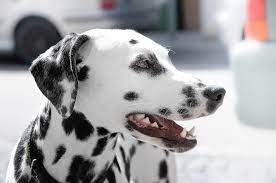 Dog dental checkup