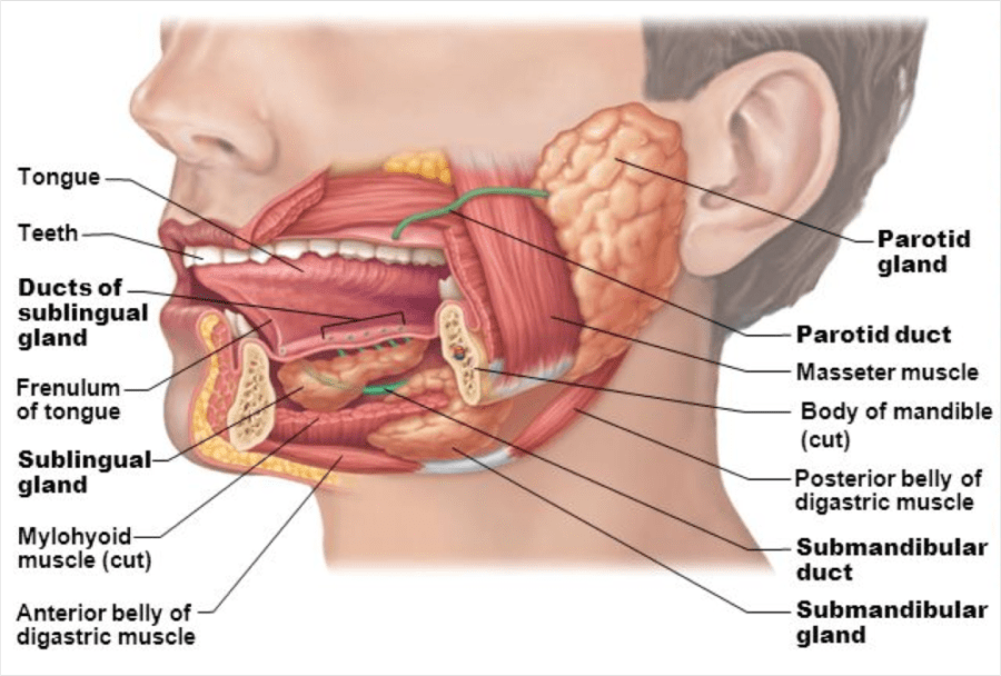 Salivary gland implanttion