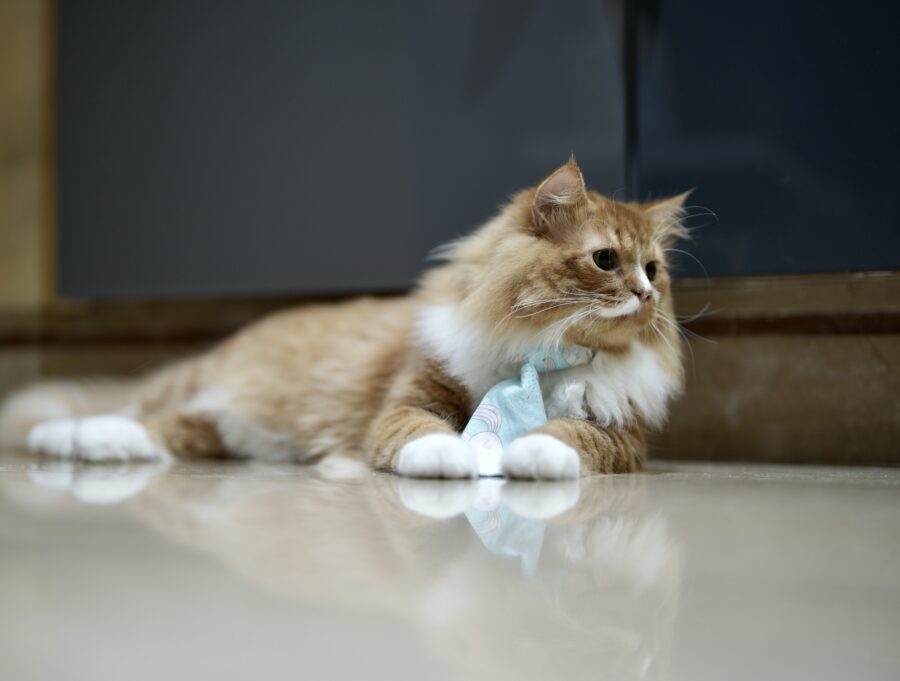 Pet cat teeth