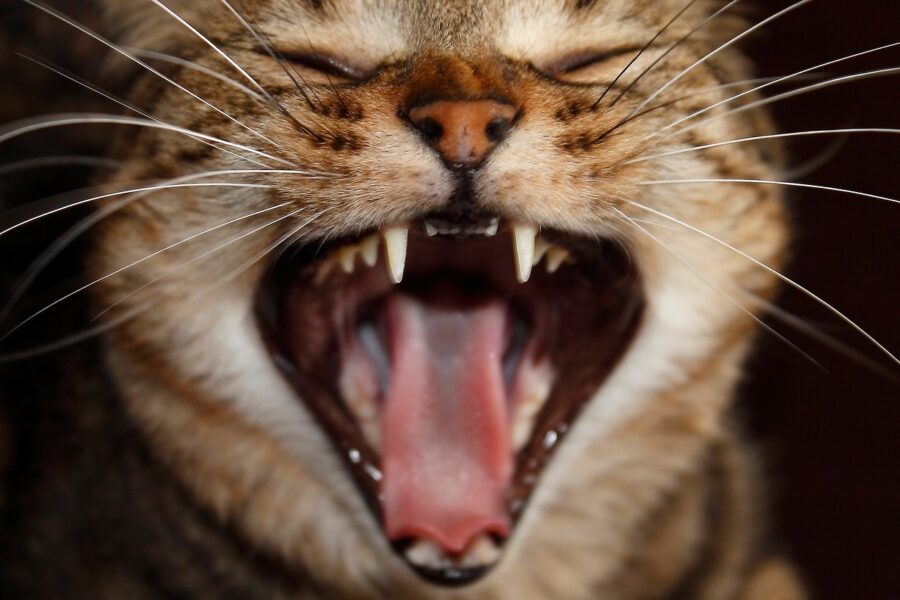 Cat dentistry - dental care in animals