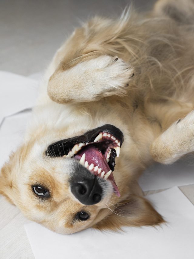 6 Signs Your Pet Needs a Urgent Dental Check-up