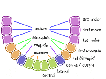 bicuspid premolar teeth