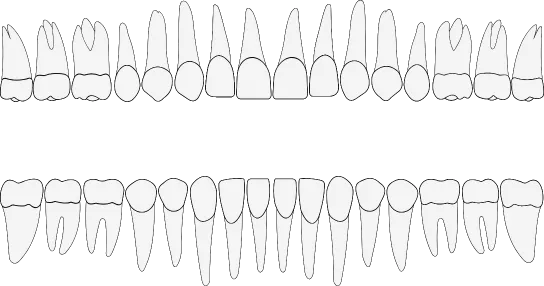 Dental Anatomy