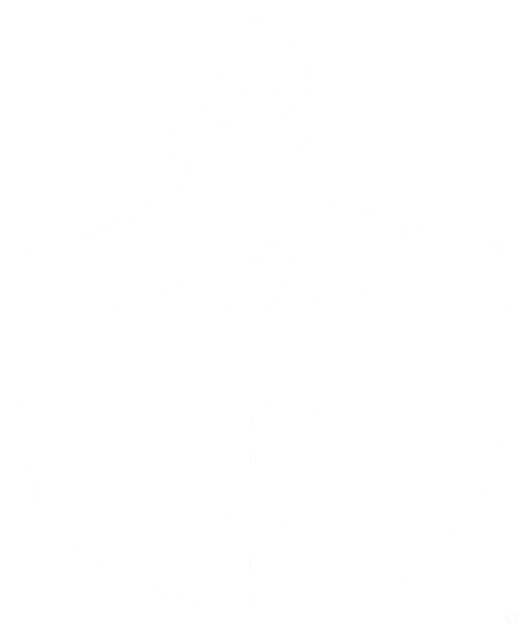 Tooth Root